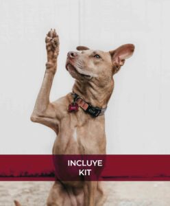 Técnico Experto en Adiestramiento y Conducta Canina + Perito Judicial - Incluye Kit de Adiestramiento Canino -