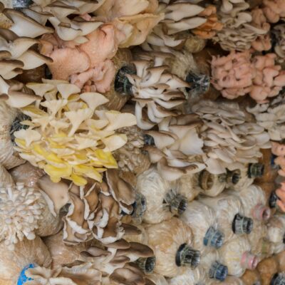 Estudia el curso de cultivo de setas y aprende micología con la certificación experto en cultivo de setas