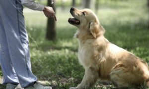 Descubre la profesión del adiestrador de perros junto a sus competencias y formación