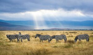 Conoce cuáles son los tipos de animales herbívoros y ejemplos