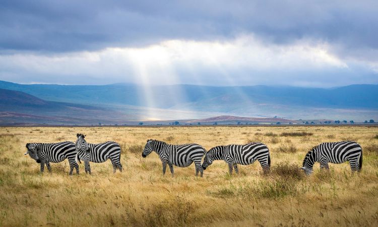 Animales herbívoros: características, tipos y ejemplos