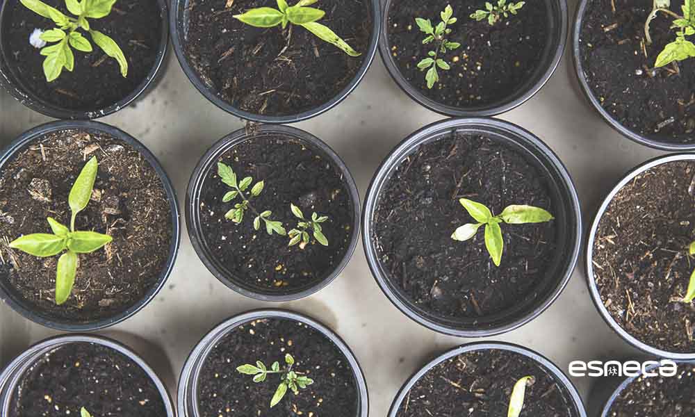 Cómo hacer un semillero paso a paso para tu huerta en casa