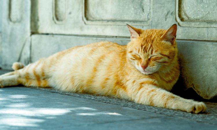 Comportamiento de los gatos en verano: ¿cómo les afecta?