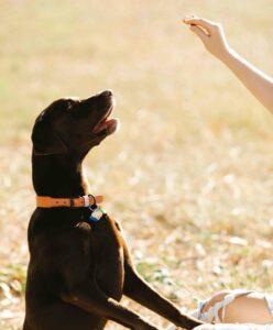 estudiar Curso adiestramiento canino