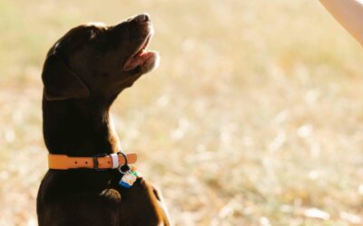 estudiar Curso adiestramiento canino