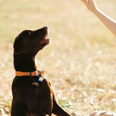 estudiar Curso adiestramiento canino