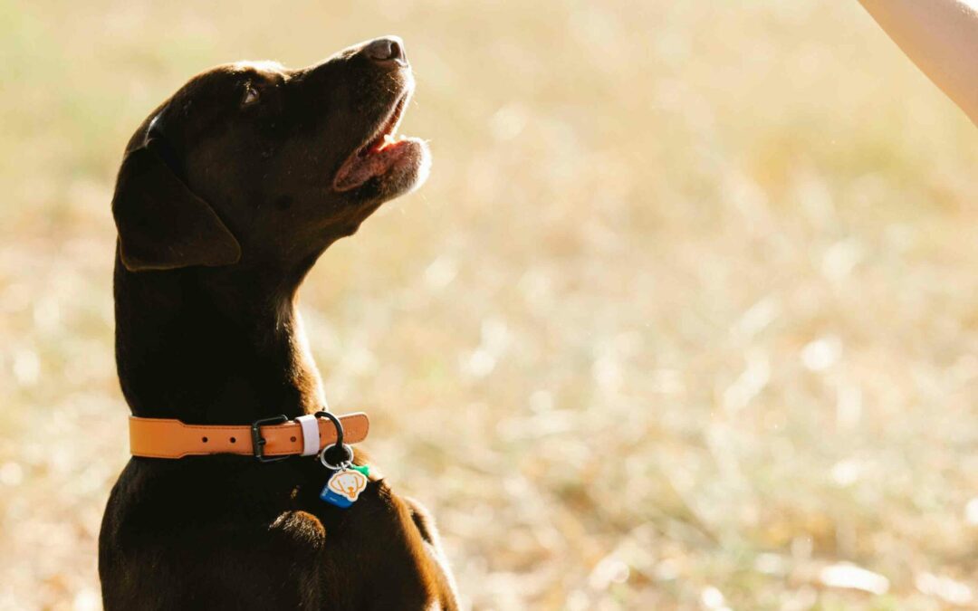 curso-adiestramiento-canino-T044