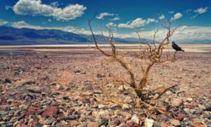 Infórmate sobre la ecoansiedad y conoce qué es, sus síntomas y cómo tratarla en psicología