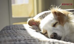 Leishmaniosis en perros: qué es, síntomas y prevención