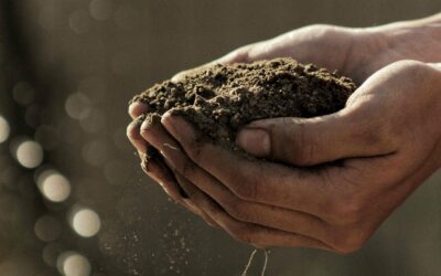 Estudiar Máster en Agricultura Ecológica