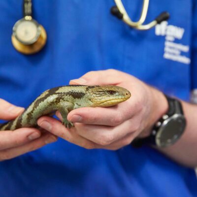 Estudiar Máster en Ayudante Técnico Veterinario (A.T.V)