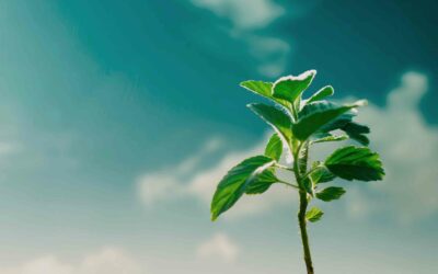 Estudiar máster en cambio climático