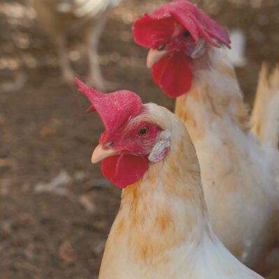 Máster en Agricultura Ecológica + Máster Experto en Ganadería en Explotaciones Ecológicas