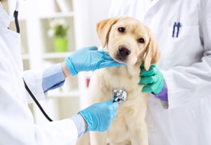 master-homeopatia-veterinaria
