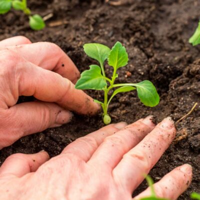 máster en horticultura y floricultura