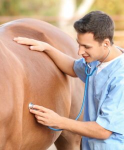 Fórmate con el Máster en Auxiliar de Veterinaria Ecuestre