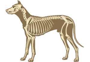 postgrado-anatomia-animal