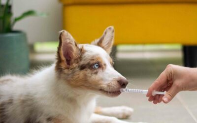 Estudia el Postgrado en Farmacia Veterinaria