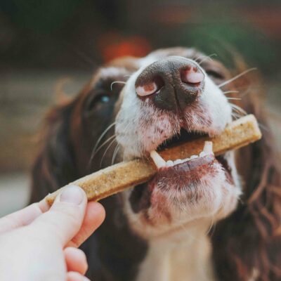 Estudia Postgrado en Nutrición Veterinaria