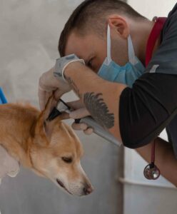 Estudiar postgrado en patologias animales