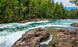 Conoce la ciencia que estudia el medio ambiente y estos ejemplos concretos