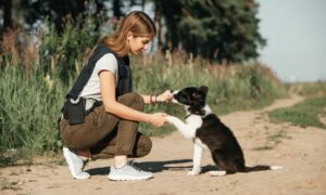 Descubre aquí cuál es el sueldo de un adiestrador de perros