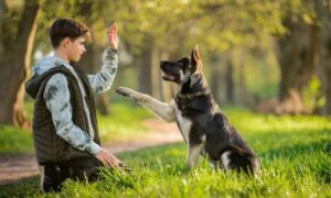 Guía sobre las técnicas de adiestramiento canino
