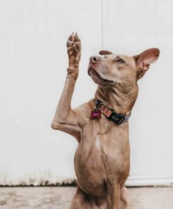 Estudiar Curso Adiestramiento Canino