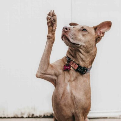 Estudiar Curso Adiestramiento Canino