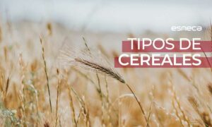 Guía sobre los tipos de cereales que debes conocer