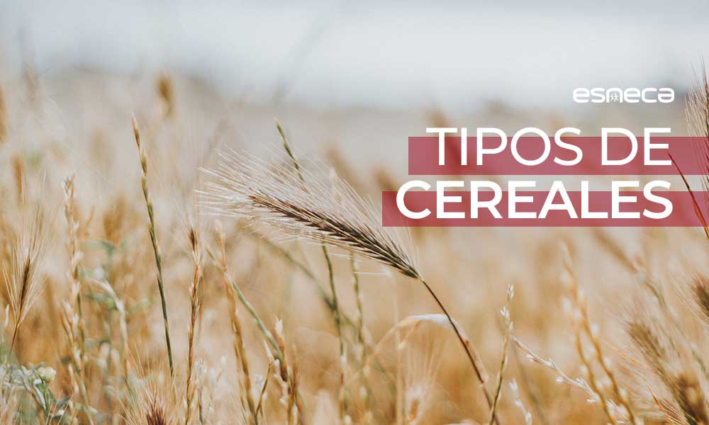 Guía sobre los tipos de cereales que debes conocer